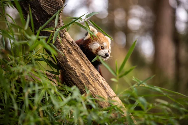 Bonito Tiro Bebê Panda Vermelha Jardim Zoológico Imagens De Bancos De Imagens Sem Royalties