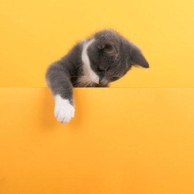 Cute little gray cat, on a yellow background, looks and plays. Buisiness banner, concept, copy space.