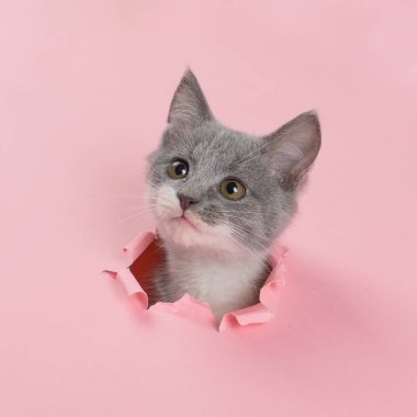 The kitten is looking through torn hole in pink paper. Playful mood kitty. Unusual concept, copy space.