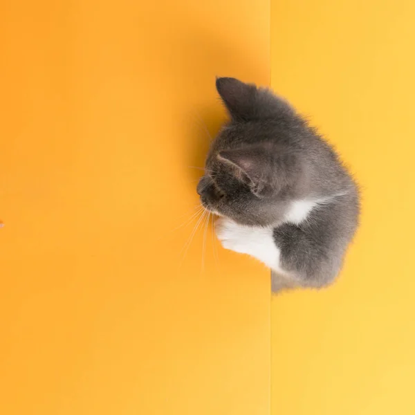 Kotě Hledající Skrz Vyrvanou Díru Růžovém Papíru Hravá Náladová Kočička — Stock fotografie