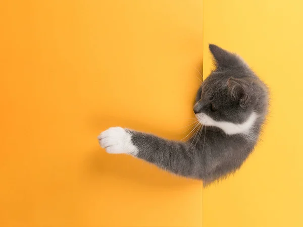 Roztomilá malá šedá kočka, na žlutém pozadí, vypadá a hraje. B — Stock fotografie