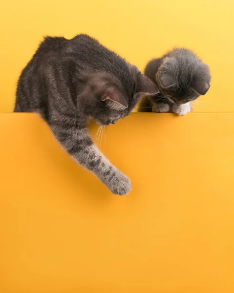 Cute little gray cat and kitten, on a yellow background, looks and plays. Buisiness banner, concept, copy space.