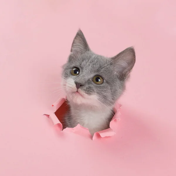 O gatinho está olhando através de buraco rasgado em papel rosa. Gatinho brincalhão. Conceito incomum, espaço de cópia . — Fotografia de Stock