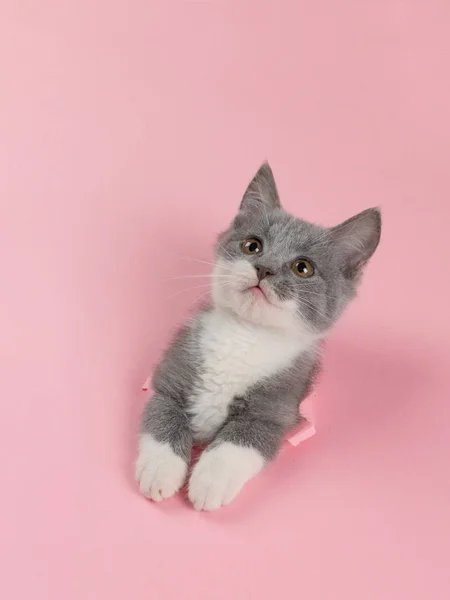 Le chaton regarde à travers un trou déchiré dans du papier rose. Chaton d'humeur ludique. Concept inhabituel, espace de copie . — Photo