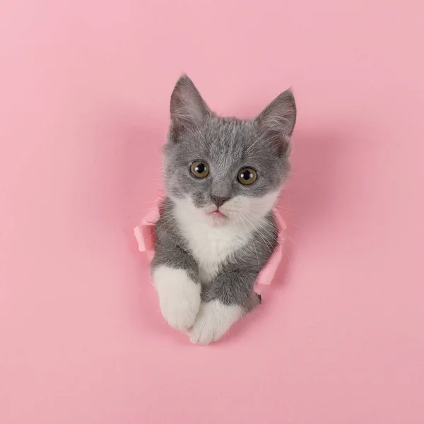 The kitten is looking through torn hole in pink paper. Playful mood kitty. Unusual concept, copy space. — 图库照片