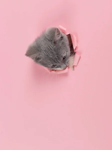 Le chaton regarde à travers un trou déchiré dans du papier rose. Chaton d'humeur ludique. Concept inhabituel, espace de copie . — Photo