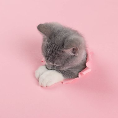 The kitten is looking through torn hole in pink paper. Playful mood kitty. Unusual concept, copy space.
