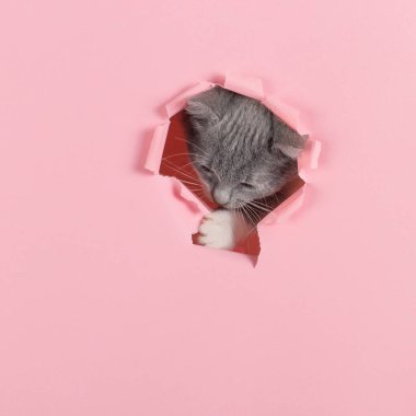 The kitten is looking through torn hole in pink paper. Playful mood kitty. Unusual concept, copy space.