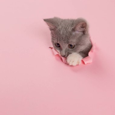 The kitten is looking through torn hole in pink paper. Playful mood kitty. Unusual concept, copy space.