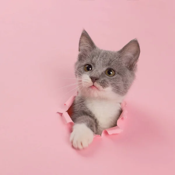 The kitten is looking through torn hole in pink paper. Playful mood kitty. Unusual concept, copy space. — Stock Photo, Image