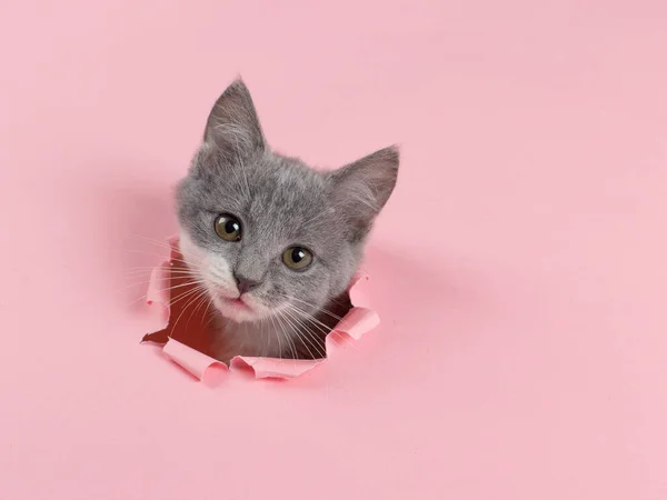 Το γατάκι κοιτάζει μέσα από μια σχισμένη τρύπα σε ροζ χαρτί. Παιχνιδιάρα γατούλα. Ασυνήθιστη έννοια, αντιγραφή χώρου. — Φωτογραφία Αρχείου