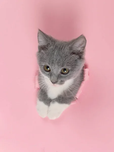 Le chaton regarde à travers un trou déchiré dans du papier rose. Chaton d'humeur ludique. Concept inhabituel, espace de copie . — Photo