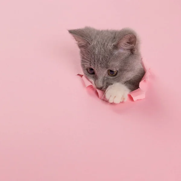 Kotě se dívá skrz trhlinu v růžovém papíru. Hravá náladová kočička. Neobvyklý koncept, kopírovací prostor. — Stock fotografie