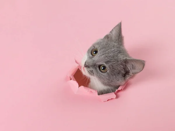 Le chaton regarde à travers un trou déchiré dans du papier rose. Chaton d'humeur ludique. Concept inhabituel, espace de copie . — Photo