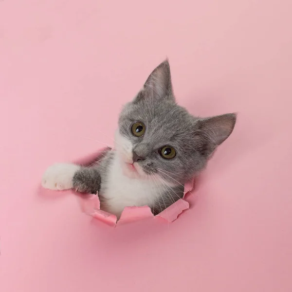The kitten is looking through torn hole in pink paper. Playful mood kitty. Unusual concept, copy space. — ストック写真