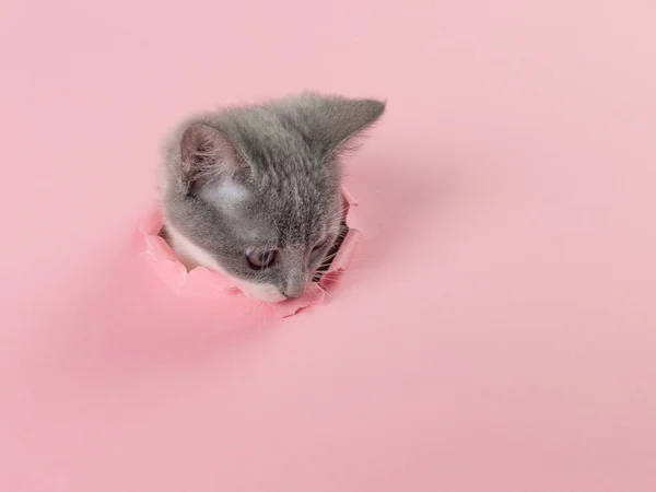 Το γατάκι κοιτάζει μέσα από μια σχισμένη τρύπα σε ροζ χαρτί. Παιχνιδιάρα γατούλα. Ασυνήθιστη έννοια, αντιγραφή χώρου. — Φωτογραφία Αρχείου