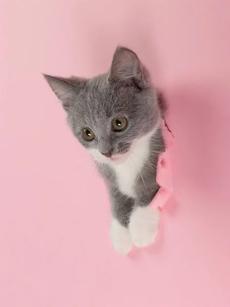 The kitten is looking through torn hole in pink paper. Playful mood kitty. Unusual concept, copy space. — Stock Photo, Image