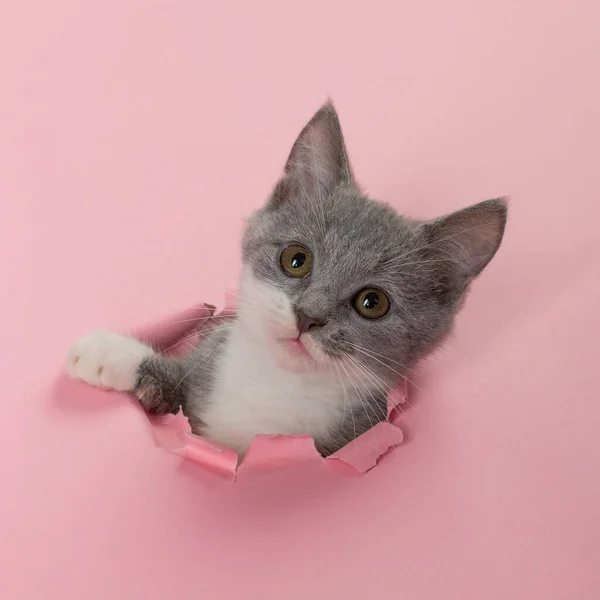 Le chaton regarde à travers un trou déchiré dans du papier rose. Chaton d'humeur ludique. Concept inhabituel, espace de copie . — Photo