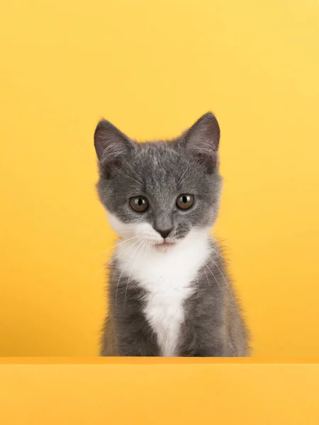 Χαριτωμένη μικρή γκρι γάτα, σε κίτρινο φόντο, φαίνεται και παίζει. Πανό Buisiness, έννοια, αντίγραφο χώρου. — Φωτογραφία Αρχείου