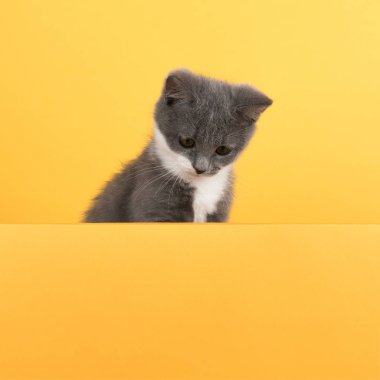 Cute little gray cat, on a yellow background, looks and plays. Buisiness banner, concept, copy space.
