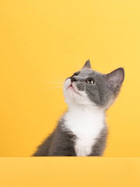 Cute little gray cat, on a yellow background, looks and plays. Buisiness banner, concept, copy space.