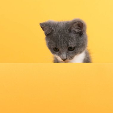 Cute little gray cat, on a yellow background, looks and plays. Buisiness banner, concept, copy space.