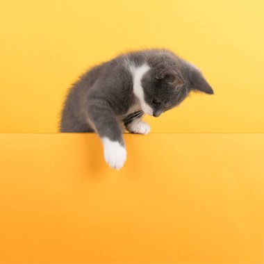 Cute little gray cat, on a yellow background, looks and plays. Buisiness banner, concept, copy space.