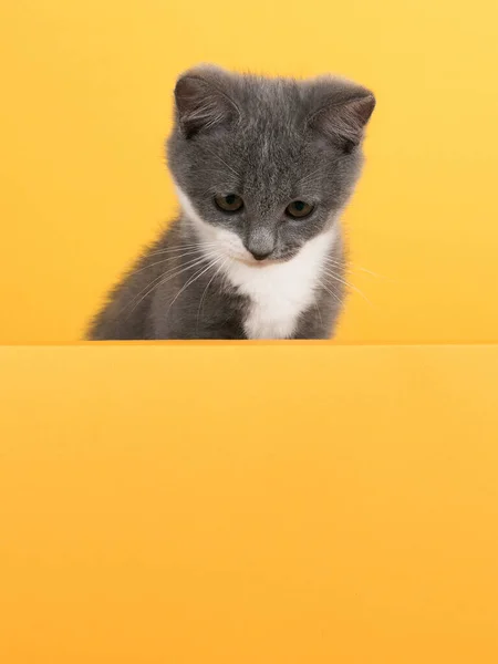Roztomilá malá šedá kočka, na žlutém pozadí, vypadá a hraje. Nápis Buisiness, koncepce, kopírovací prostor. — Stock fotografie