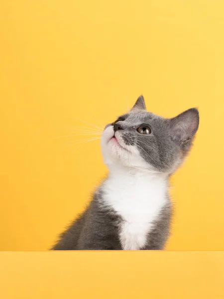 Niedliche kleine graue Katze, auf gelbem Hintergrund, schaut und spielt. Geschäftsbanner, Konzept, Kopierraum. — Stockfoto