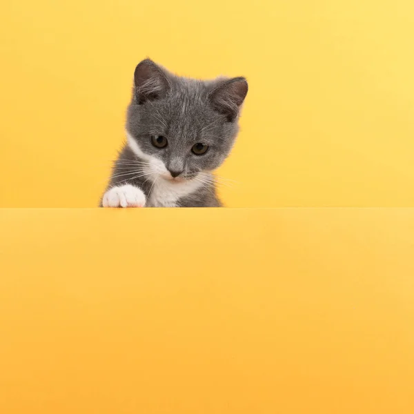 Roztomilá malá šedá kočka, na žlutém pozadí, vypadá a hraje. Nápis Buisiness, koncepce, kopírovací prostor. — Stock fotografie