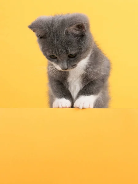 Cute little gray cat, on a yellow background, looks and plays. Buisiness banner, concept, copy space. — Stockfoto