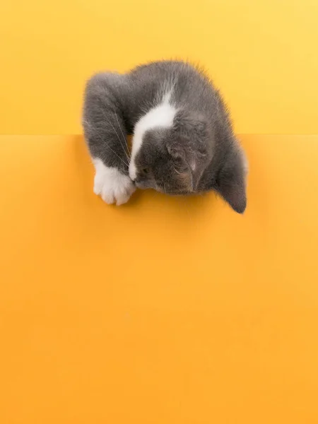 Słodki mały szary kot, na żółtym tle, wygląda i bawi się. Baner biznesowy, koncepcja, przestrzeń do kopiowania. — Zdjęcie stockowe