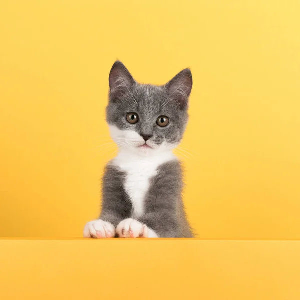 Lindo gato gris, sobre un fondo amarillo, se ve y juega. Buisiness banner, concepto, espacio de copia . — Foto de Stock