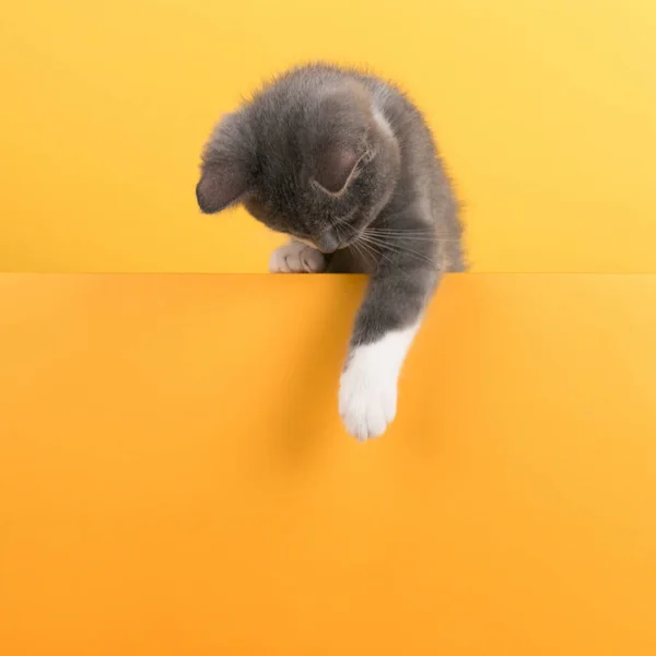 Mignon petit chat gris, sur un fond jaune, regarde et joue. Bannière d'achalandage, concept, espace de copie . — Photo