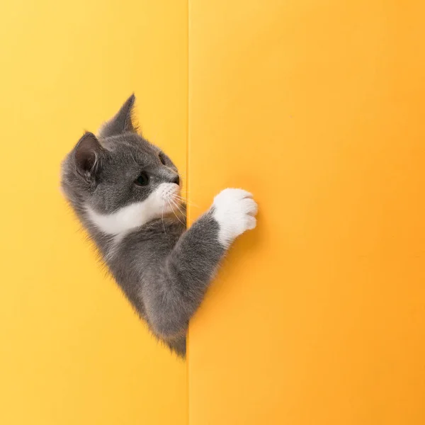 Χαριτωμένη μικρή γκρι γάτα, σε κίτρινο φόντο, φαίνεται και παίζει. Β — Φωτογραφία Αρχείου