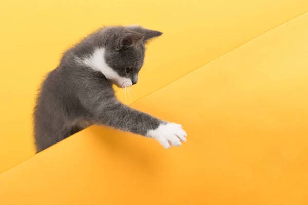 Mignon petit chat gris, sur un fond jaune, regarde et joue. B — Photo