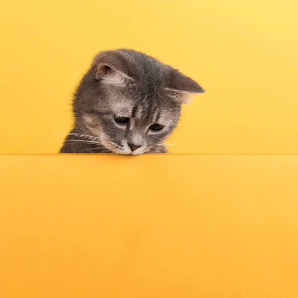 Χαριτωμένη μικρή γκρι γάτα, σε κίτρινο φόντο, φαίνεται και παίζει. Πανό Buisiness, έννοια, αντίγραφο χώρου. — Φωτογραφία Αρχείου