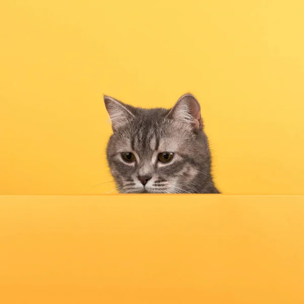 Mignon petit chat gris, sur un fond jaune, regarde et joue. Bannière d'achalandage, concept, espace de copie . — Photo