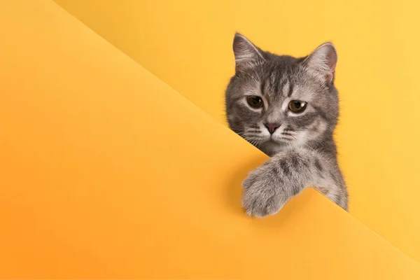 Roztomilá malá šedá kočka, na žlutém pozadí, vypadá a hraje. B — Stock fotografie