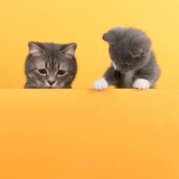 Cute little gray cat and kitten, on a yellow background, looks and plays. Buisiness banner, concept, copy space. — Stock Photo, Image