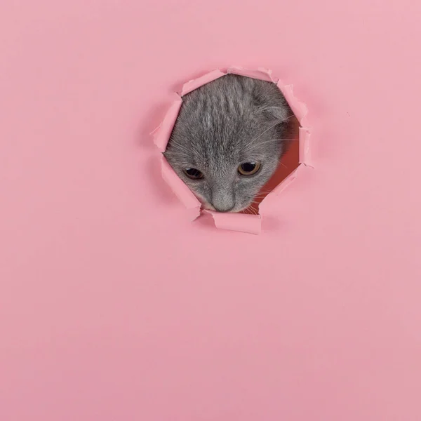 Het kitten kijkt door gescheurd gat in roze papier. Speelse humeur poesje. Ongewoon concept, kopieerruimte. — Stockfoto