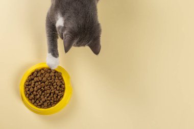 Gri kedi lezzetli kedi mamasıyla patisini tabağa çekiyor. Sarı arka plandaki aç hayvan konsepti, bir afiş. Boşluğu kopyala.