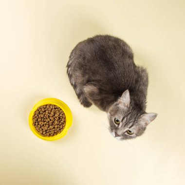 Gri kedi sarı kaseden kedi maması yiyor. Sevgili evcil hayvanın için nefis bir ikram. Reklam konsepti, reklam, afiş. Boşluğu kopyala.