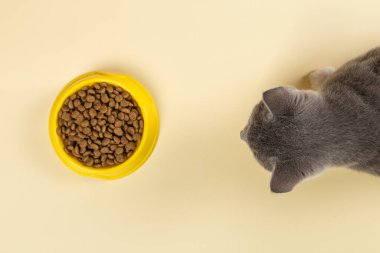 Gri kedi sarı kaseden kedi maması yiyor. Sevgili evcil hayvanın için nefis bir ikram. Reklam konsepti, reklam, afiş. Boşluğu kopyala.