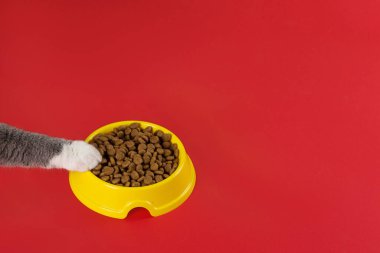 Kedi patisini kırmızı arka planda kedi kıçı olan sarı klozete çeker. En sevdiği yemek, çok lezzetli, sağlıklı beslenme kavramı..