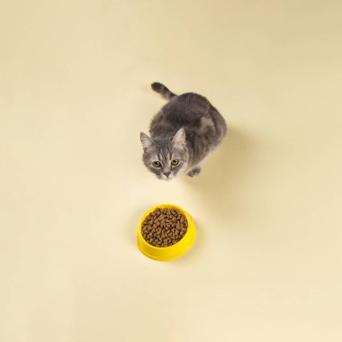 Gri kedi sarı kaseden kedi maması yiyor. Sevgili evcil hayvanın için nefis bir ikram. Reklam konsepti, reklam, afiş. Boşluğu kopyala.