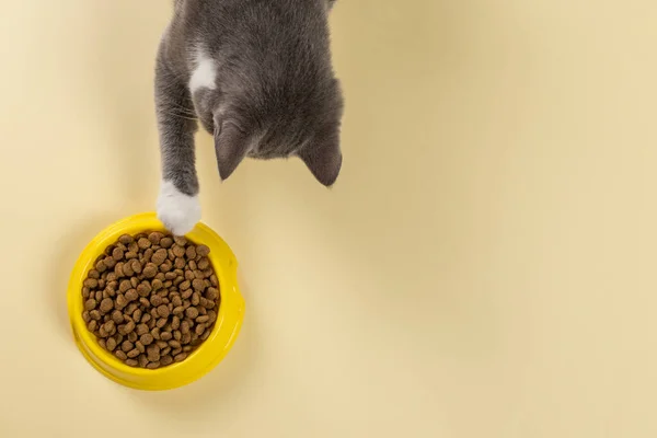 Die Graue Katze Zieht Ihre Pfote Zum Teller Mit Leckerem — Stockfoto