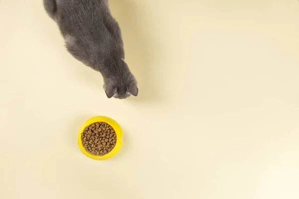 Šedá Kočka Kočičí Žrádlo Žluté Mísy Vynikající Pochoutka Pro Vašeho — Stock fotografie