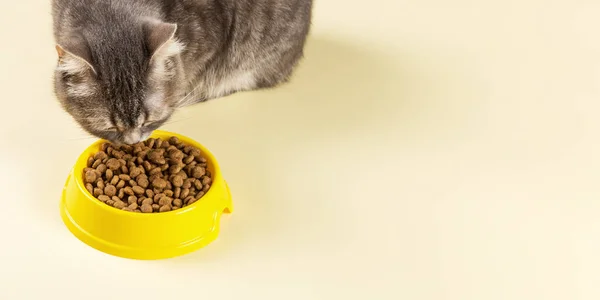 Gri kedi sarı kaseden kedi maması yiyor. Sevgili evcil hayvanın için nefis bir ikram. Reklam konsepti, reklam, afiş. Boşluğu kopyala.