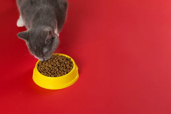 Gray Cat Eats Cat Food Yellow Bowl Red Background Concept — Stock Photo, Image